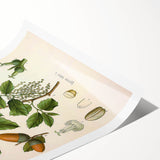 Vintage Botanical Illustration of Quercus Plant Art Print
