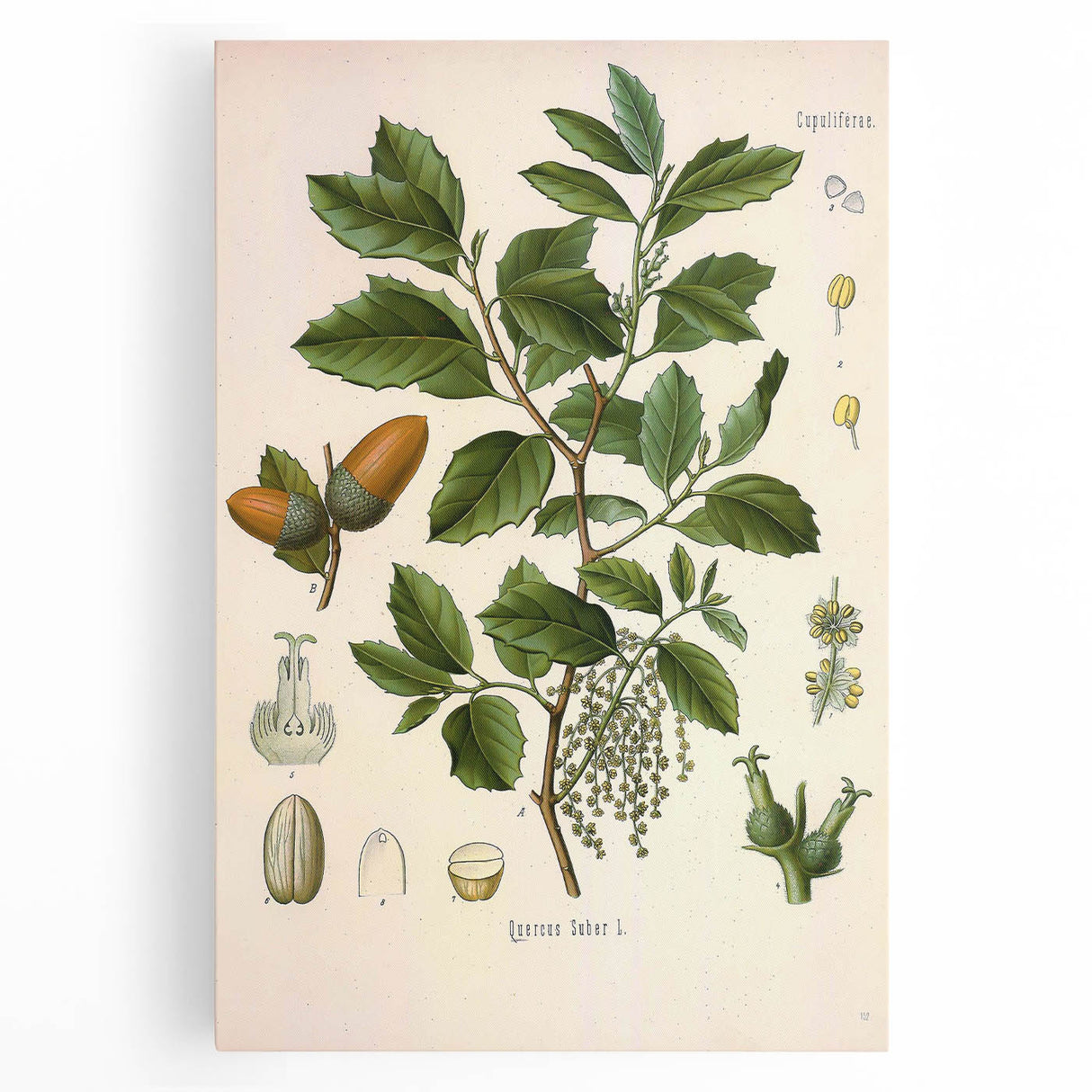 Vintage Botanical Illustration of Quercus Plant Art Print