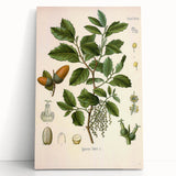 Vintage Botanical Illustration of Quercus Plant Art Print