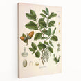 Vintage Botanical Illustration of Quercus Plant Art Print