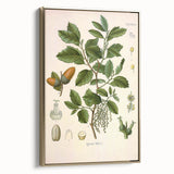 Vintage Botanical Illustration of Quercus Plant Art Print
