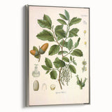 Vintage Botanical Illustration of Quercus Plant Art Print