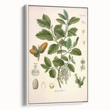 Vintage Botanical Illustration of Quercus Plant Art Print