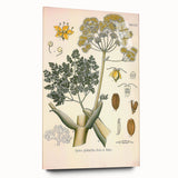 Vintage Botanical Illustration of Ferula Plant Art Print