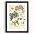 Vintage Botanical Illustration of Ferula Plant Art Print