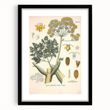 Vintage Botanical Illustration of Ferula Plant Art Print