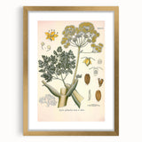Vintage Botanical Illustration of Ferula Plant Art Print