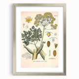 Vintage Botanical Illustration of Ferula Plant Art Print