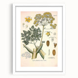 Vintage Botanical Illustration of Ferula Plant Art Print