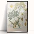 Vintage Botanical Illustration of Ferula Plant Art Print