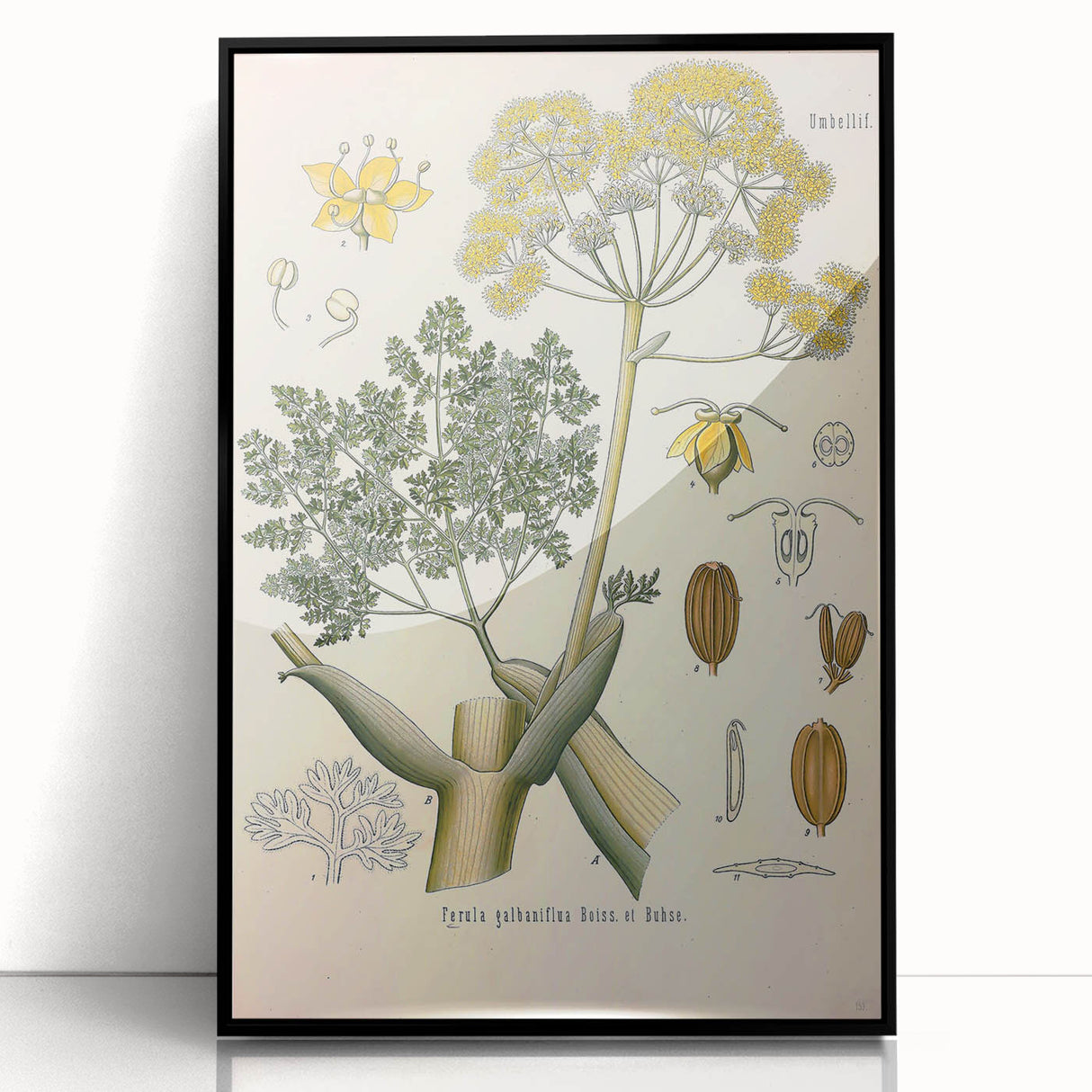 Vintage Botanical Illustration of Ferula Plant Art Print