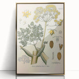 Vintage Botanical Illustration of Ferula Plant Art Print