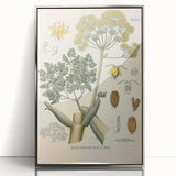 Vintage Botanical Illustration of Ferula Plant Art Print