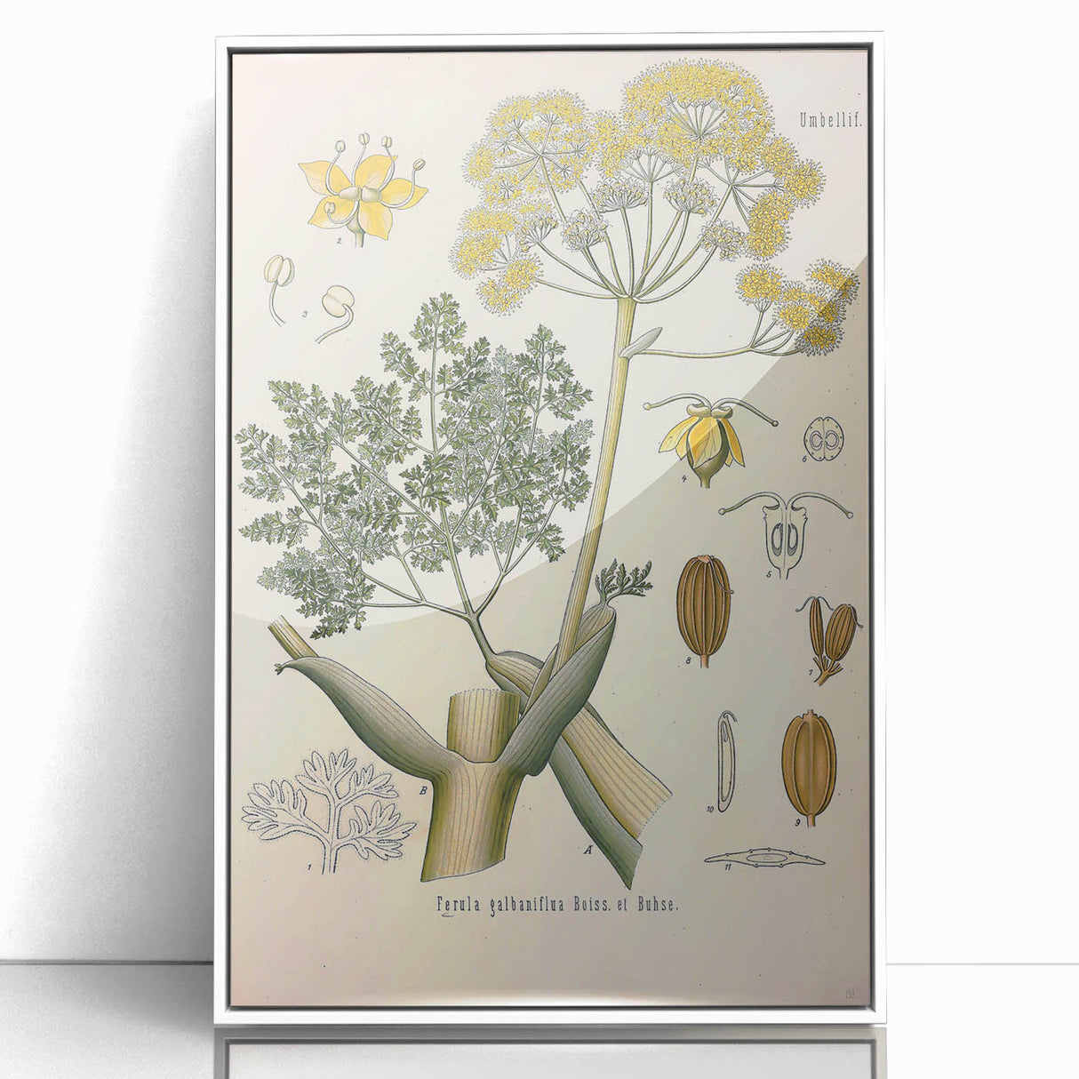 Vintage Botanical Illustration of Ferula Plant Art Print