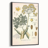Vintage Botanical Illustration of Ferula Plant Art Print