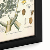 Vintage Botanical Illustration of Ferula Plant Art Print