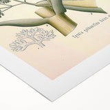 Vintage Botanical Illustration of Ferula Plant Art Print