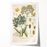 Vintage Botanical Illustration of Ferula Plant Art Print
