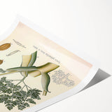 Vintage Botanical Illustration of Ferula Plant Art Print