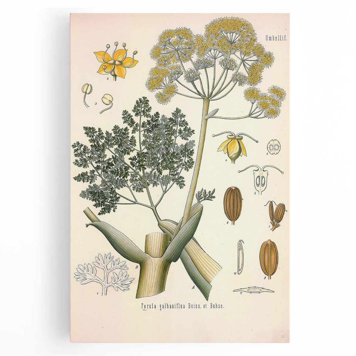 Vintage Botanical Illustration of Ferula Plant Art Print