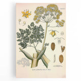 Vintage Botanical Illustration of Ferula Plant Art Print