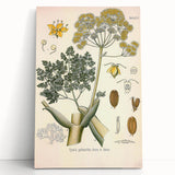 Vintage Botanical Illustration of Ferula Plant Art Print