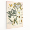Vintage Botanical Illustration of Ferula Plant Art Print