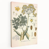 Vintage Botanical Illustration of Ferula Plant Art Print