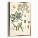 Vintage Botanical Illustration of Ferula Plant Art Print