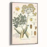 Vintage Botanical Illustration of Ferula Plant Art Print