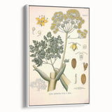 Vintage Botanical Illustration of Ferula Plant Art Print