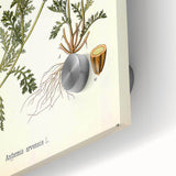 Vintage Botanical Art Print - Anthemis Arvensis Wild Chamomile