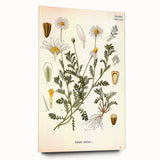 Vintage Botanical Art Print - Anthemis Arvensis Wild Chamomile