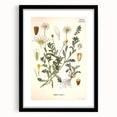 Vintage Botanical Art Print - Anthemis Arvensis Wild Chamomile