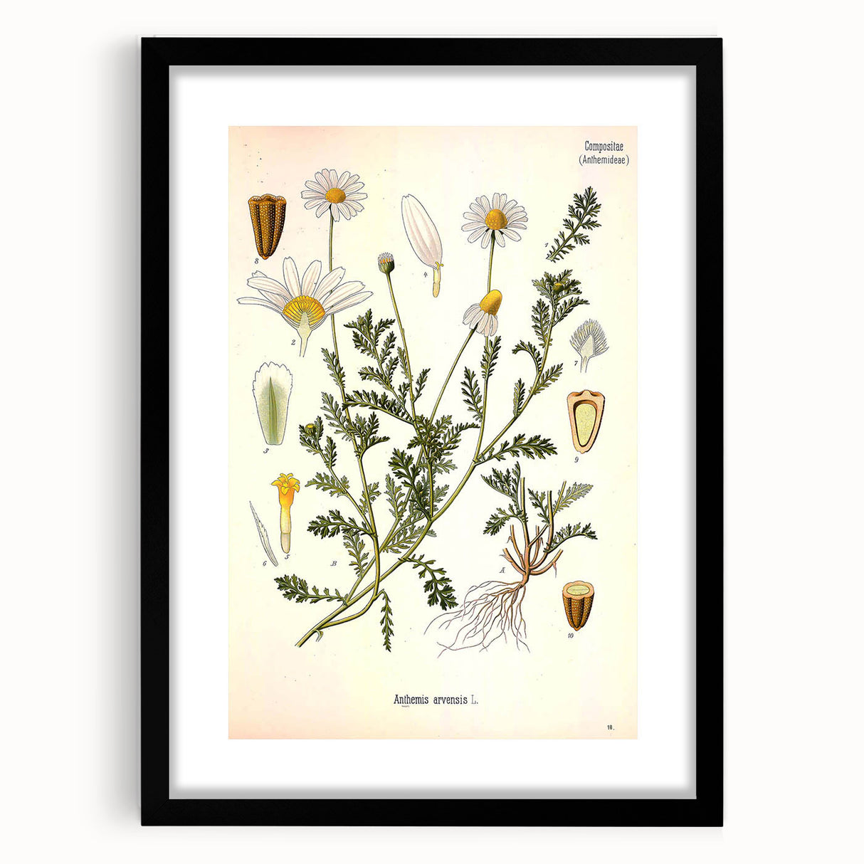 Vintage Botanical Art Print - Anthemis Arvensis Wild Chamomile