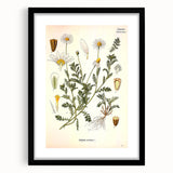 Vintage Botanical Art Print - Anthemis Arvensis Wild Chamomile