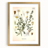 Vintage Botanical Art Print - Anthemis Arvensis Wild Chamomile