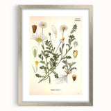 Vintage Botanical Art Print - Anthemis Arvensis Wild Chamomile