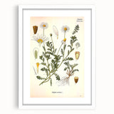 Vintage Botanical Art Print - Anthemis Arvensis Wild Chamomile