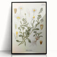 Vintage Botanical Art Print - Anthemis Arvensis Wild Chamomile