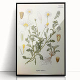 Vintage Botanical Art Print - Anthemis Arvensis Wild Chamomile