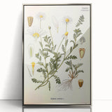 Vintage Botanical Art Print - Anthemis Arvensis Wild Chamomile