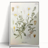 Vintage Botanical Art Print - Anthemis Arvensis Wild Chamomile