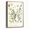 Vintage Botanical Art Print - Anthemis Arvensis Wild Chamomile