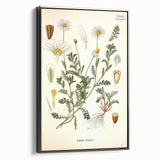 Vintage Botanical Art Print - Anthemis Arvensis Wild Chamomile