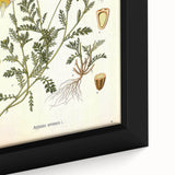 Vintage Botanical Art Print - Anthemis Arvensis Wild Chamomile