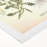 Vintage Botanical Art Print - Anthemis Arvensis Wild Chamomile