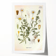 Vintage Botanical Art Print - Anthemis Arvensis Wild Chamomile