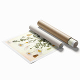 Vintage Botanical Art Print - Anthemis Arvensis Wild Chamomile