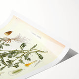 Vintage Botanical Art Print - Anthemis Arvensis Wild Chamomile